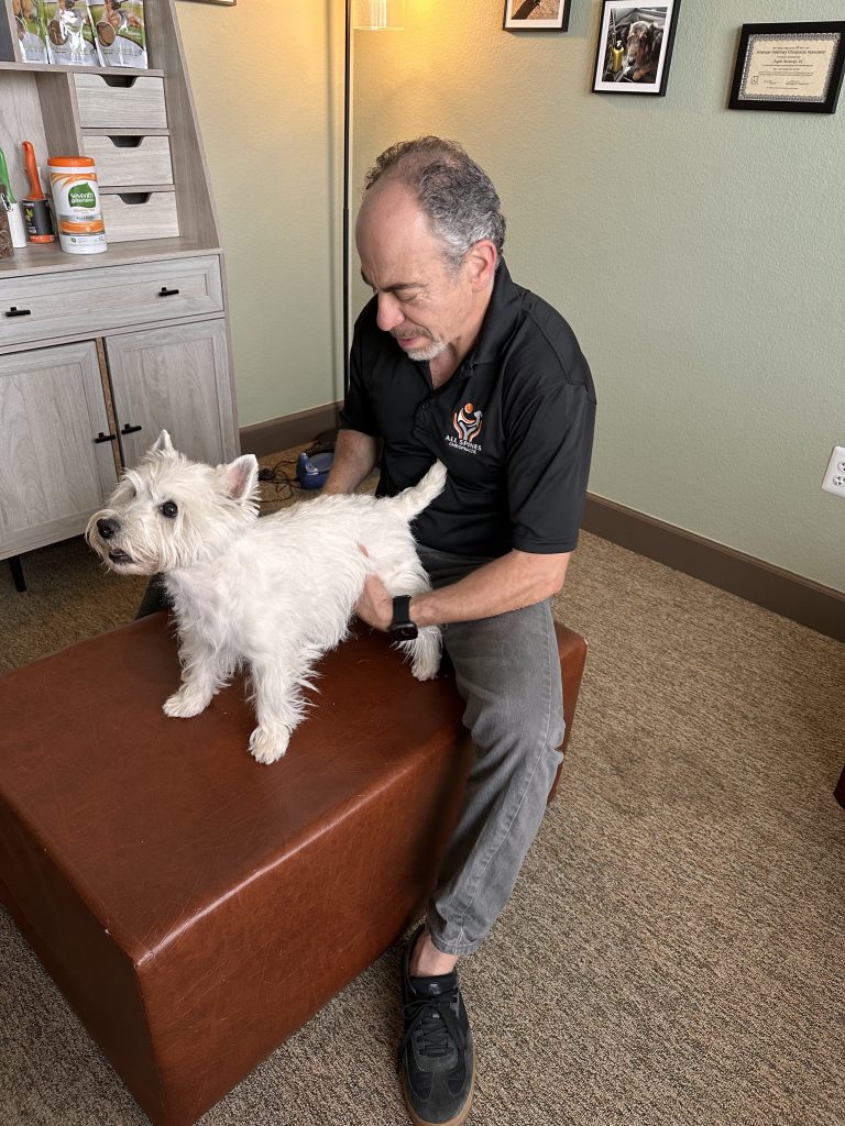 Animal Chiropractic Care for Dogs, Cats & Their Owners